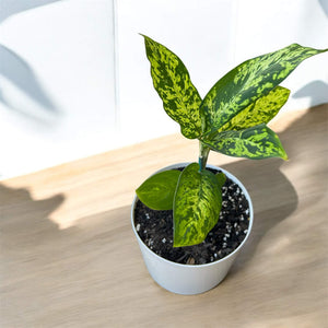 Dieffenbachia Reflector in self-watering pot