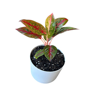 Aglaonema Fireworks in white self-watering pot