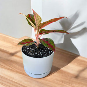 Aglaonema Fireworks in white self-watering pot