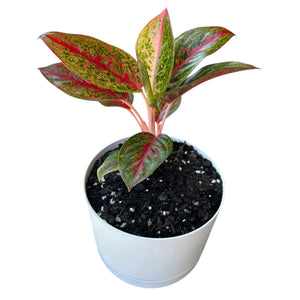 Aglaonema Fireworks in white self-watering pot