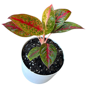 Aglaonema Fireworks in white self-watering pot