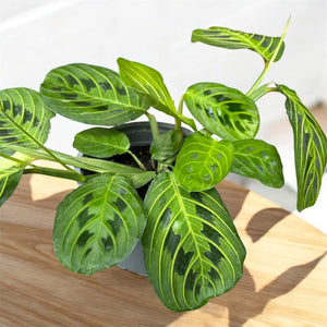 Prayer Plant Lemon Lime