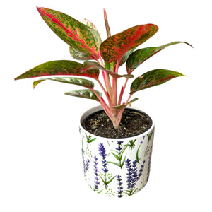 Lavendar Ceramic Plant Cover Pot