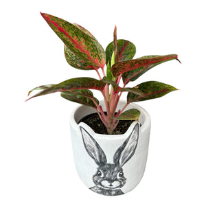 Rabbit Cement Cover Pot