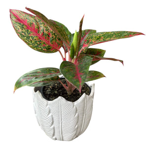 white leaf ceramic pot