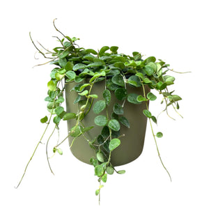 Olive Green Ceramic Cover Pot