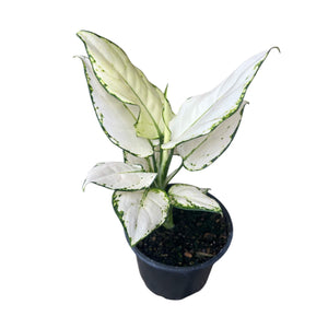 Aglaonema White Palentine