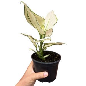 Aglaonema White Palentine