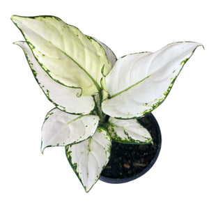 Aglaonema White Palentine