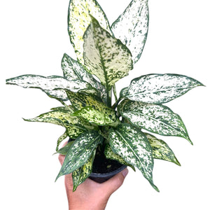 Aglaonema Thai Snowflake