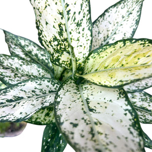 aglaonema thai snowflake Aglaonema Thai Snowflake – The Lily Pot