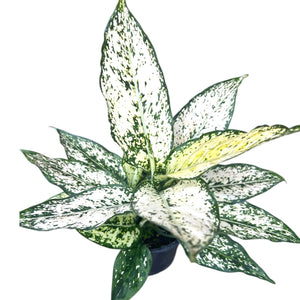 Aglaonema Thai Snowflake