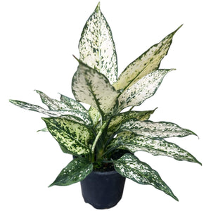 Aglaonema Thai Snowflake