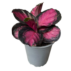 Calathea Crimson