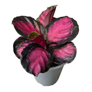 Calathea Crimson