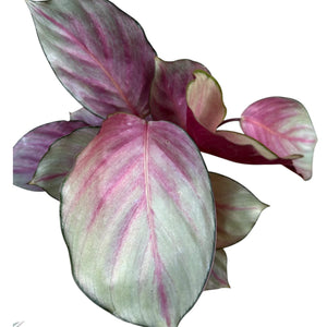 Calathea Silver Plate