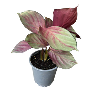 Calathea Silver Plate