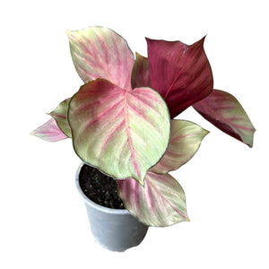 Calathea Silver Plate