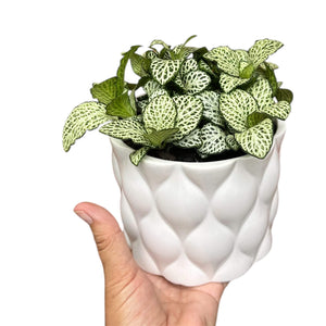 Potted Fittonia Plant  