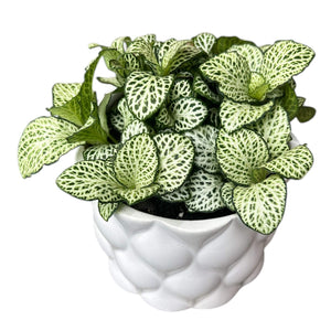 Potted Fittonia Plant  