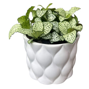 Potted Fittonia Plant  