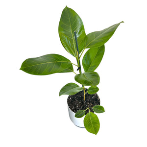 Potted Ficus Yellow Gem