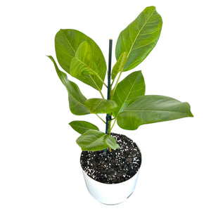 Potted Ficus Yellow Gem