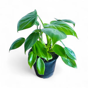 Philodendron Pittieri
