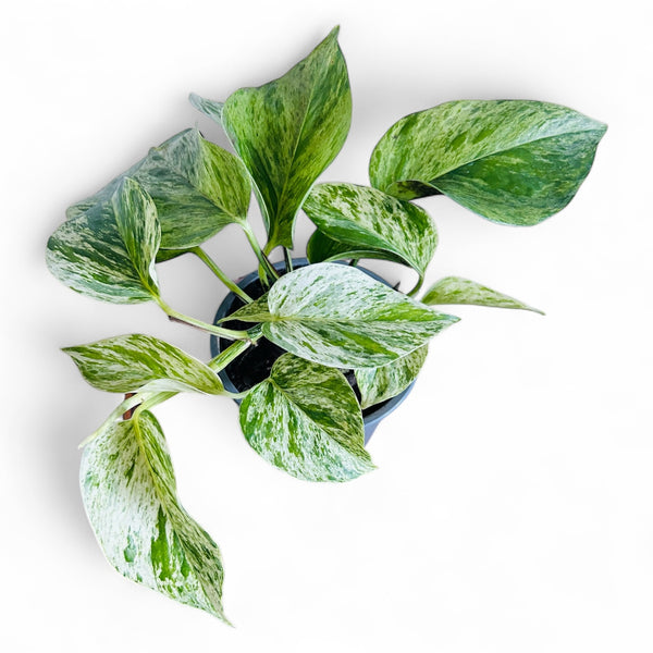 marble pothos nz Marble Queen Pothos – The Lily Pot