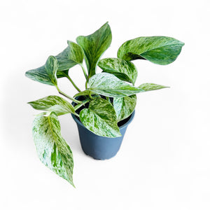 Marble Queen Pothos