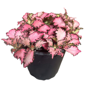 Pink Fittonia