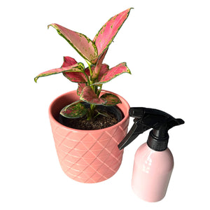 Low light tolerant plant