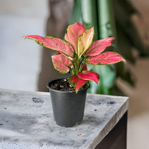 Aglaonema Red valentine plant