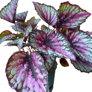 Begonia Salsa leaf