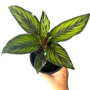 Calathea Ornata Plant