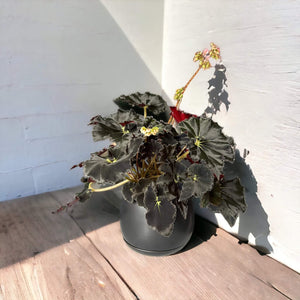 Begonia Black Mamba in ceramic pot with saucer and drainage