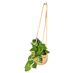 hanging basket for trailing plants