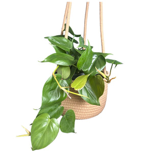 hanging basket for plants