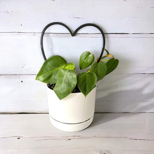 Philodendron Heartleaf in Self-Watering Pot with Climbing Frame