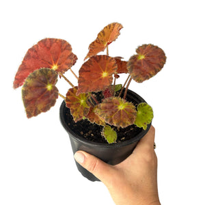 Begonia Marmalade