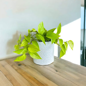 Large white lace cover pot