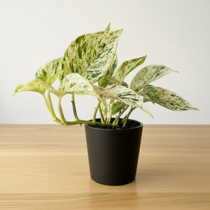 snow queen pothos nz Epipremnum Snow Queen – The Lily Pot