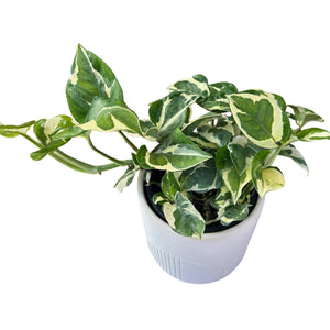 pothos n joy nz N'Joy Pothos – The Lily Pot
