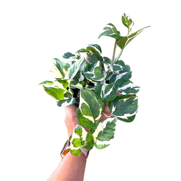 pothos n joy nz N'Joy Pothos – The Lily Pot
