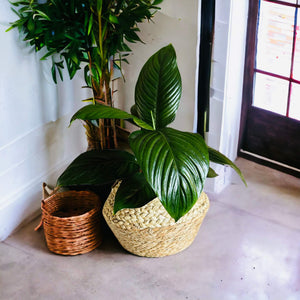 Woven Plant Baskets - 2 Sizes