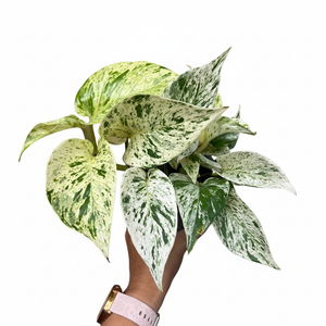snow queen pothos nz Epipremnum Snow Queen – The Lily Pot