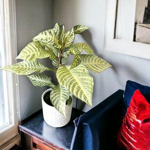 Aphelandra Snowflake plant