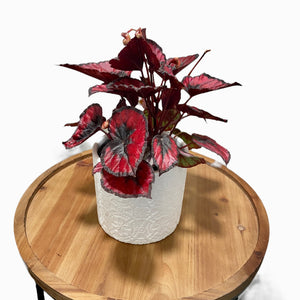 Begonia Red Kiss