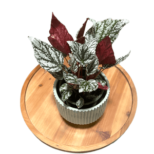 Begonia Silver Jewel