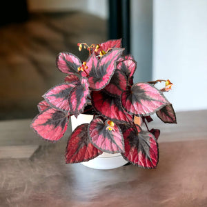 Begonia Red Kiss in self-watering pot